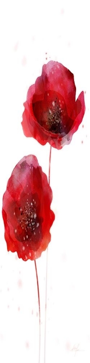 Picture of RAIN SHOWER POPPY 2