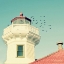 Picture of LIGHTHOUSE BIRDS
