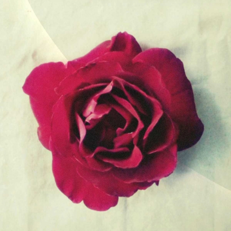 Picture of PARIS ROSE