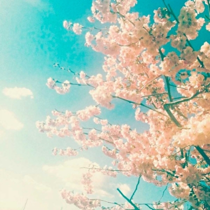 Picture of POLARIOD PINK 1