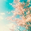 Picture of POLARIOD PINK 1