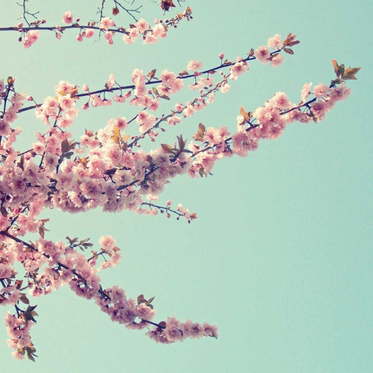 Picture of BEAUTIFUL SPRING