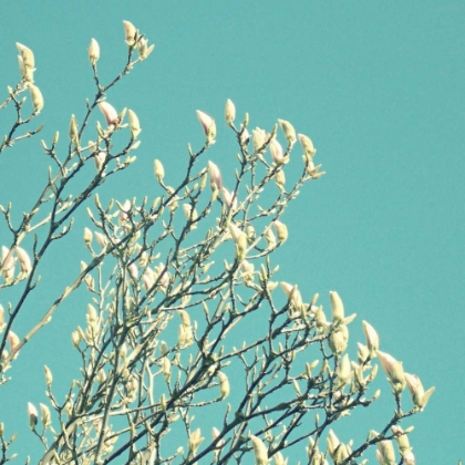 Picture of NEW GROWTH