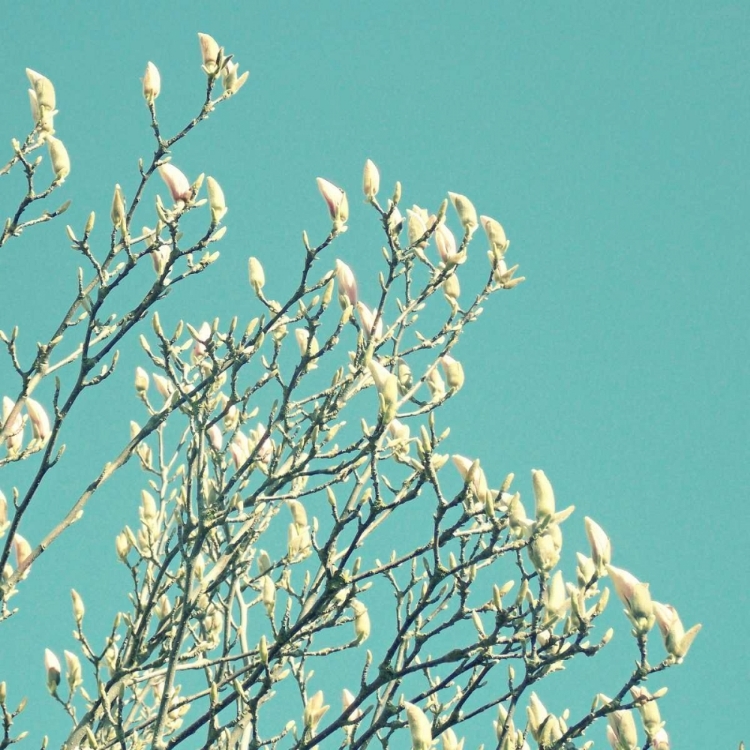 Picture of NEW GROWTH