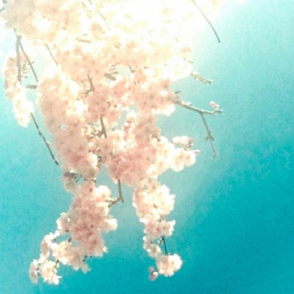 Picture of POLAROID PINK 2