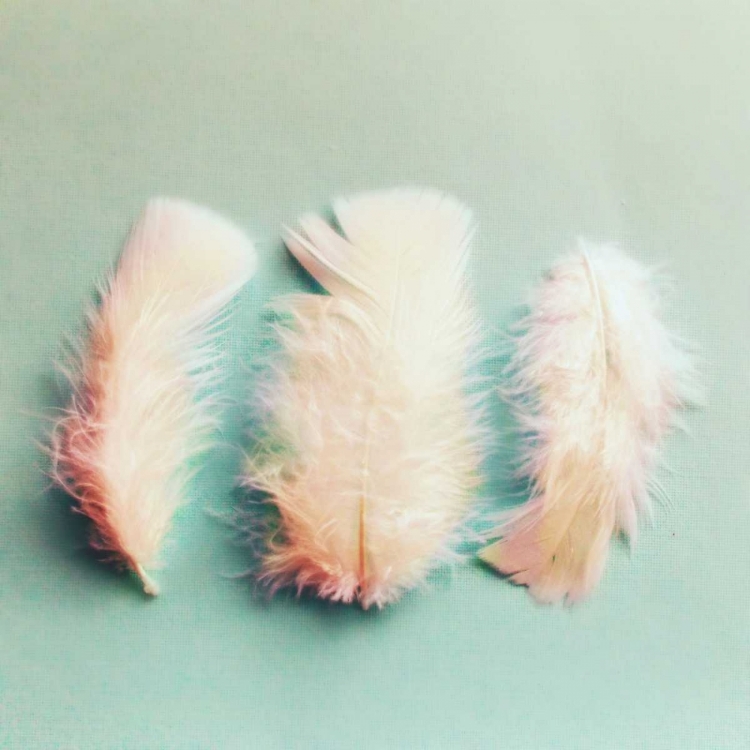 Picture of VINTAGE FEATHERS