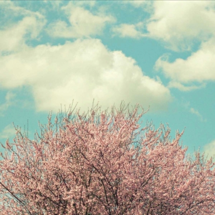 Picture of VINTAGE CHERRY BLOSSOMS