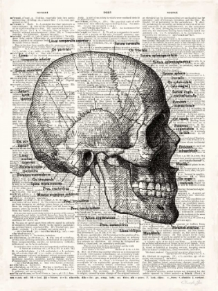 Picture of VINTAGE ANATOMY SKULL