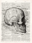 Picture of VINTAGE ANATOMY SKULL