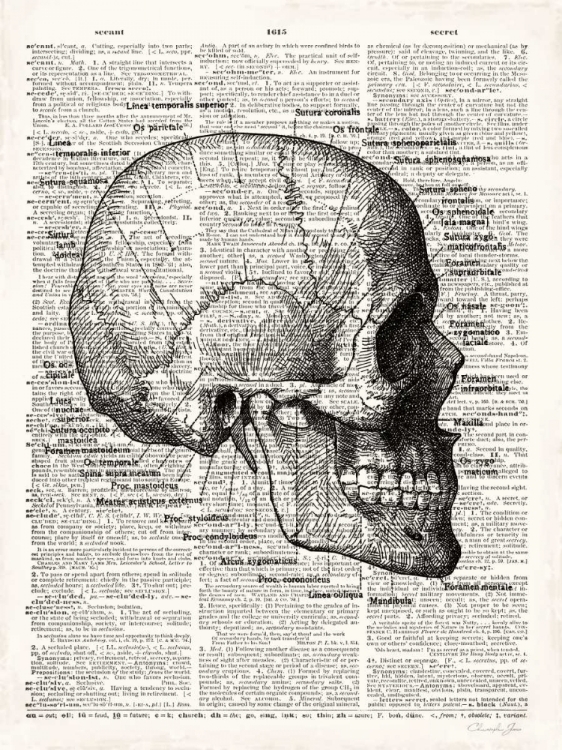 Picture of VINTAGE ANATOMY SKULL