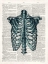 Picture of VINTAGE ANATOMY STUDY