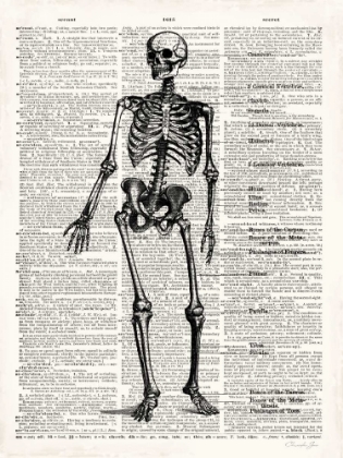 Picture of VINTAGE ANATOMY SKELETON 