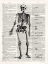 Picture of VINTAGE ANATOMY SKELETON 