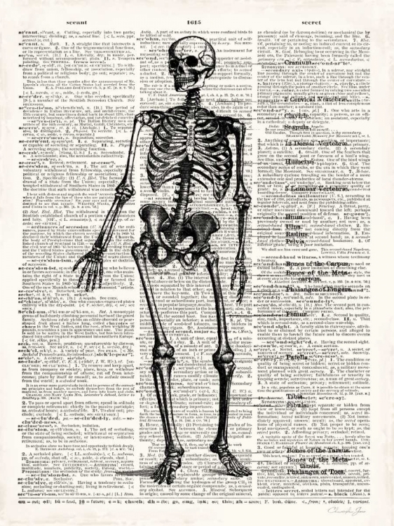 Picture of VINTAGE ANATOMY SKELETON 