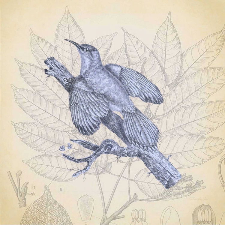 Picture of HUMMINGBIRD STUDY 2