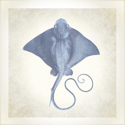 Picture of SEA LIFE, STINGRAY