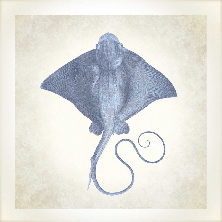 Picture of SEA LIFE, STINGRAY