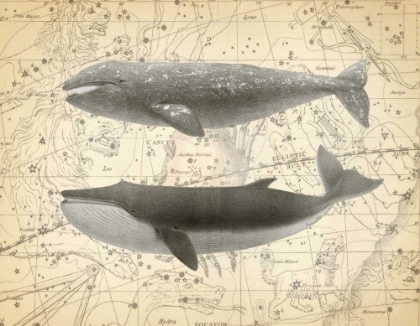 Picture of WHALE CONSTELLATION 2