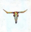 Picture of COW SKULL