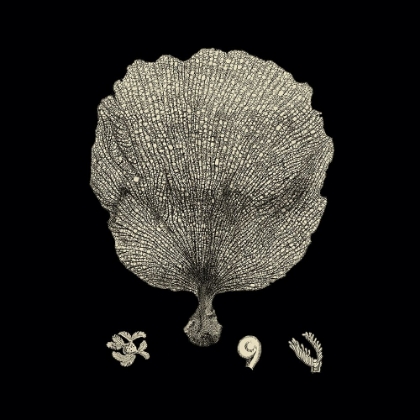 Picture of CUSTOM BLACK AND TAN CORAL II