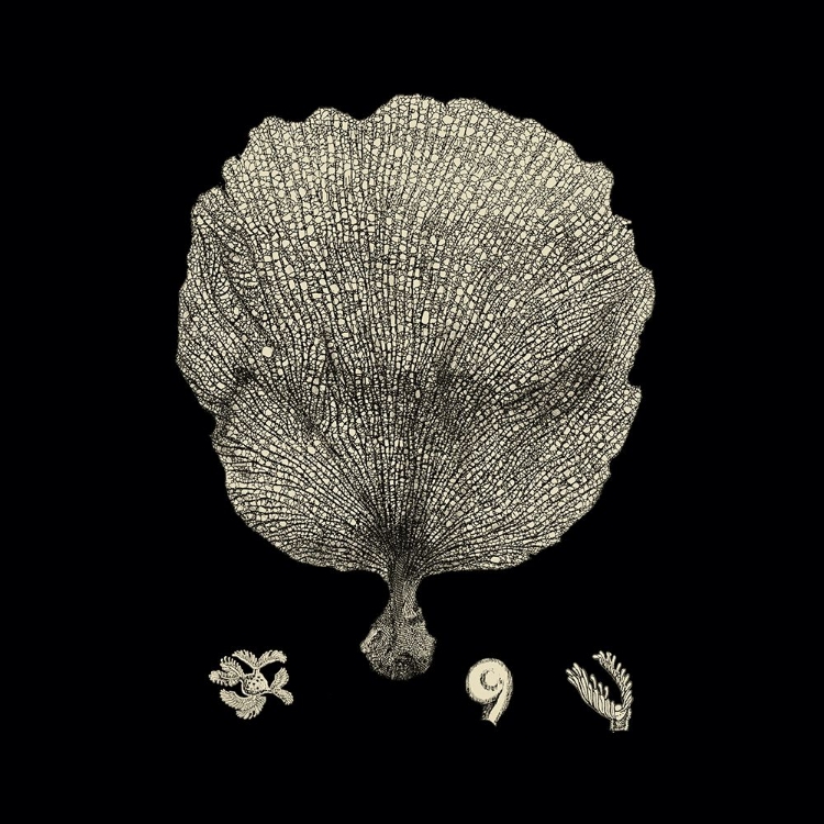 Picture of CUSTOM BLACK AND TAN CORAL II