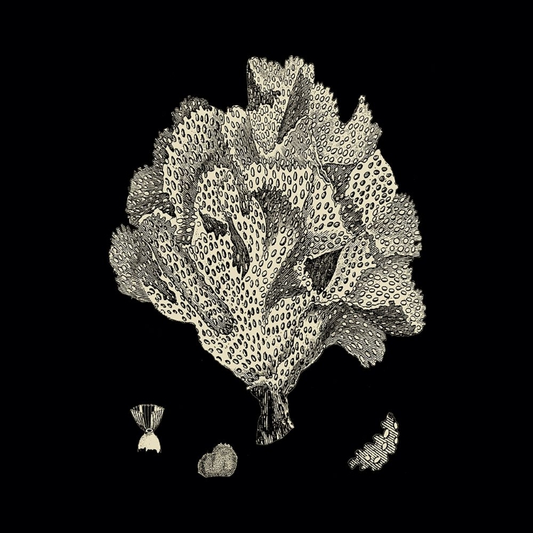 Picture of CUSTOM BLACK AND TAN CORAL IV