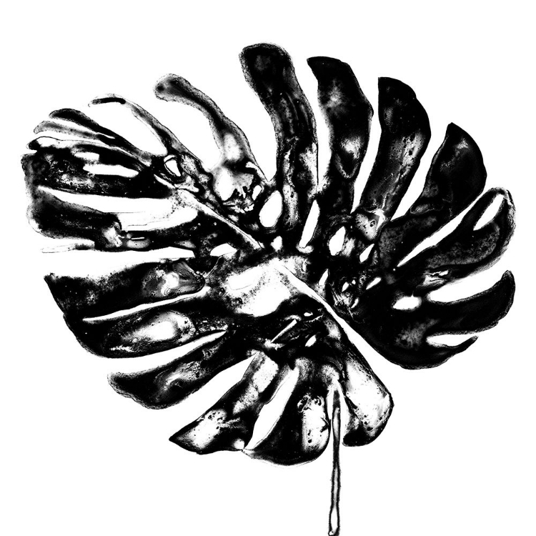 Picture of MONOCHROME TROPIC V