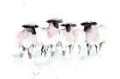 Picture of MINIMALIST WATERCOLOR SHEEP II