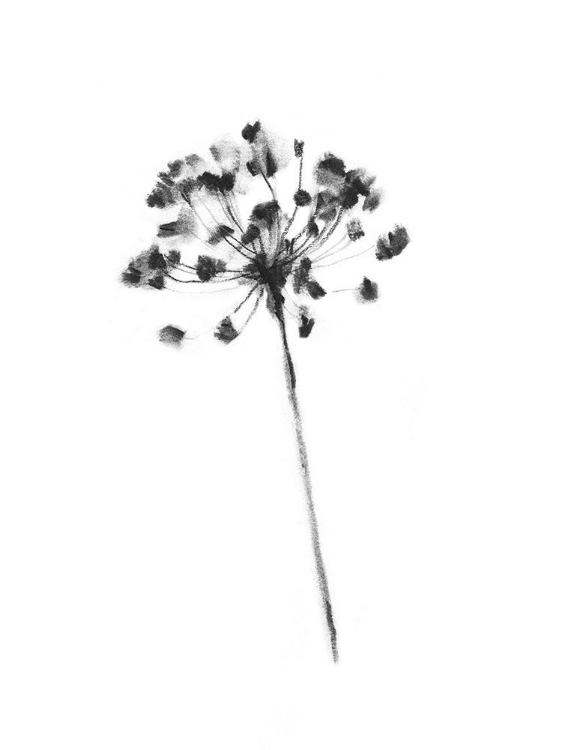 Picture of QUEEN ANNES LACE IN CHARCOAL I