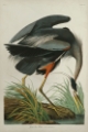 Picture of LUSTR GREAT BLUE HERON IN PEARL WHITE