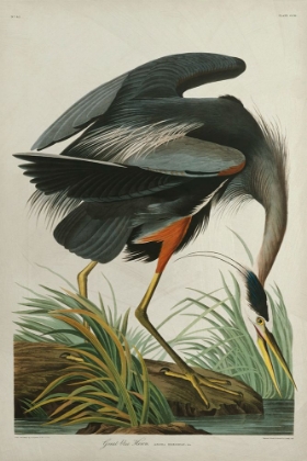 Picture of LUSTR GREAT BLUE HERON IN PEARL WHITE