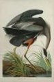 Picture of LUSTR GREAT BLUE HERON IN PEARL WHITE