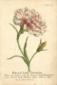 Picture of NON-EMBELLISHED VINTAGE CARNATION
