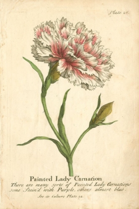 Picture of NON-EMBELLISHED VINTAGE CARNATION