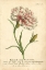 Picture of NON-EMBELLISHED VINTAGE CARNATION