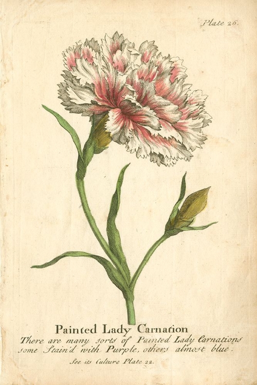 Picture of NON-EMBELLISHED VINTAGE CARNATION