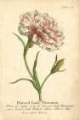 Picture of NON-EMBELLISHED VINTAGE CARNATION
