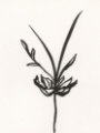 Picture of INK BOTANICAL SKETCH I