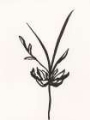 Picture of INK BOTANICAL SKETCH I
