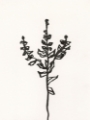 Picture of INK BOTANICAL SKETCH II