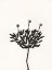 Picture of INK BOTANICAL SKETCH III