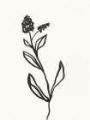 Picture of INK BOTANICAL SKETCH VI