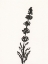 Picture of INK BOTANICAL SKETCH VII