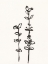 Picture of INK BOTANICAL SKETCH VIII