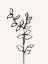 Picture of INK BOTANICAL SKETCH X