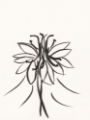 Picture of INK BOTANICAL SKETCH XI