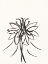 Picture of INK BOTANICAL SKETCH XI