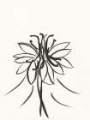 Picture of INK BOTANICAL SKETCH XI