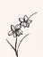 Picture of INK BOTANICAL SKETCH XII