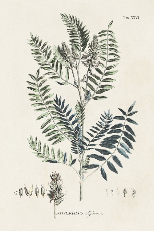 Picture of ASTRAGALORUM I